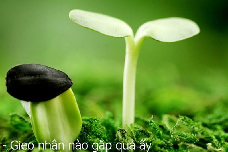 Luôn luôn hành động theo nhân quả